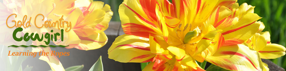 Website-header-daffodils
