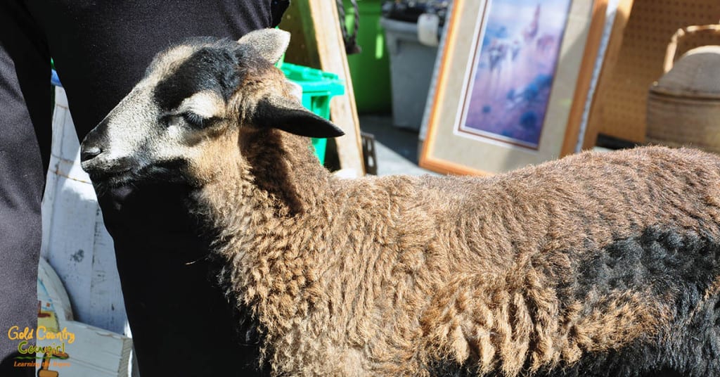Not all craft fairs are sheep friendly!