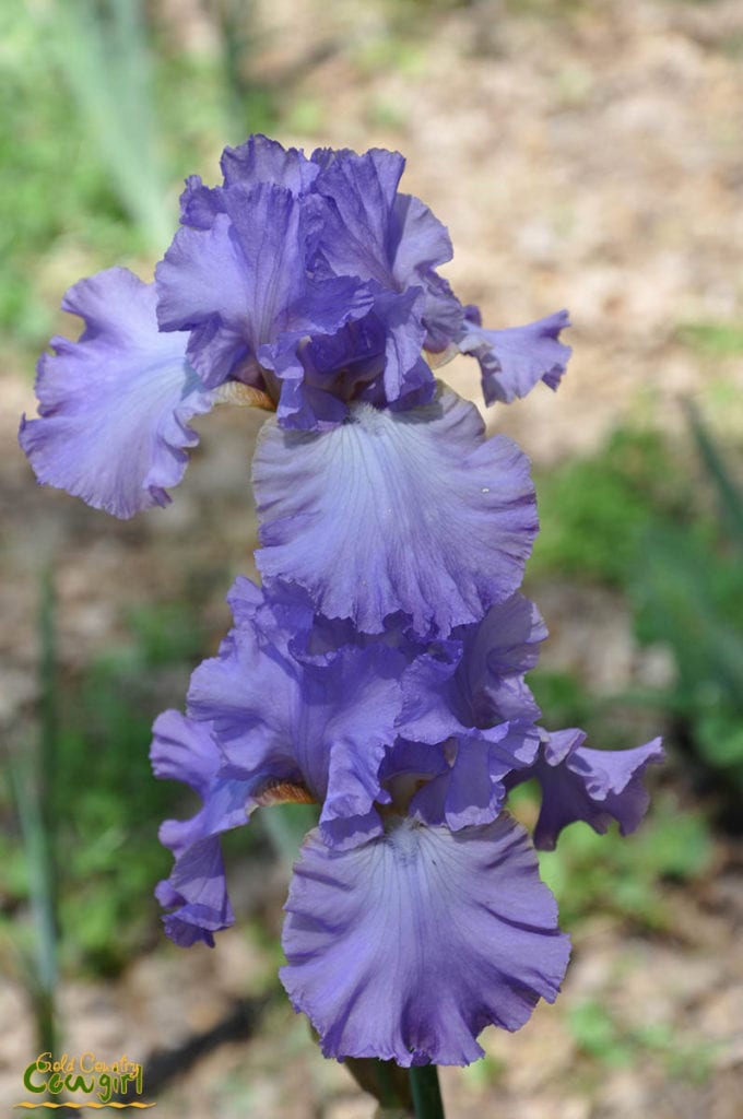 Blue iris at Bluebird Haven Iris Garden in Somerset, CA
