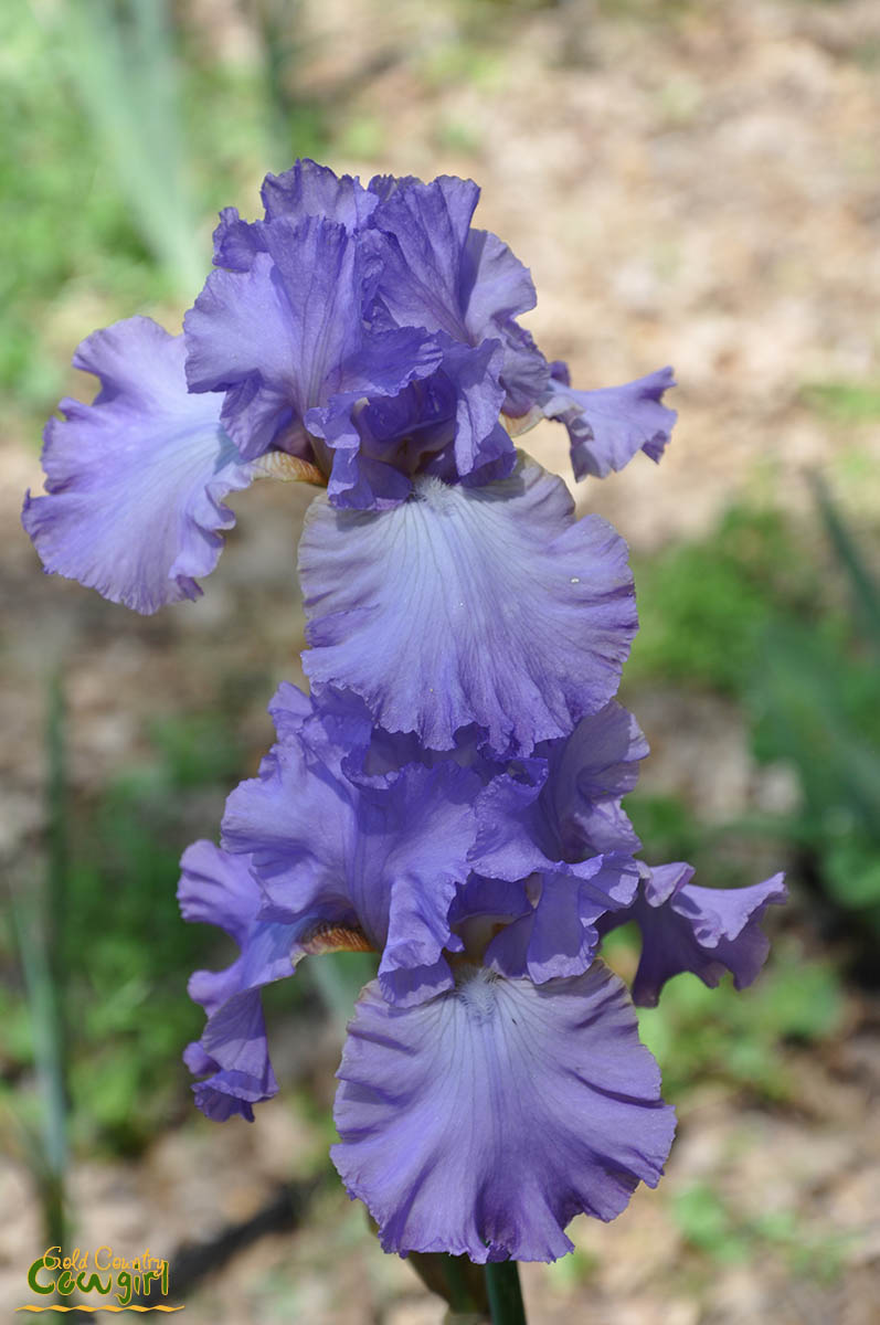 Blue iris V