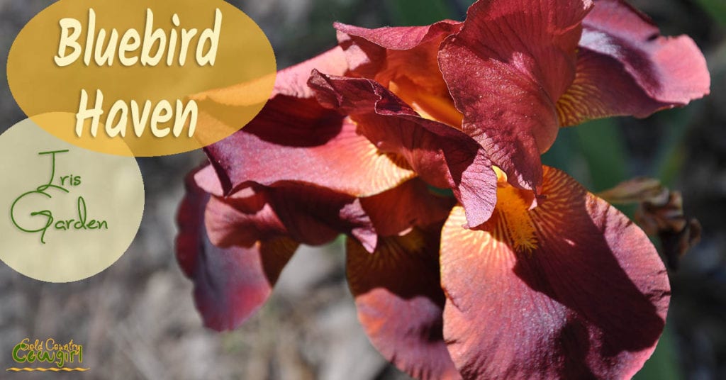 reddish colored iris with text overlay Bluebird Haven Iris Garden