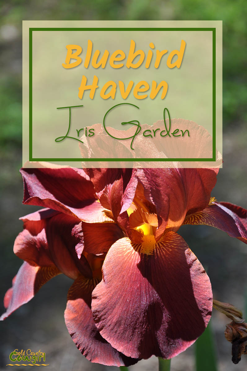 Bluebird Haven Iris Garden V
