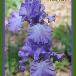 Bluebird Haven Iris Garden v4