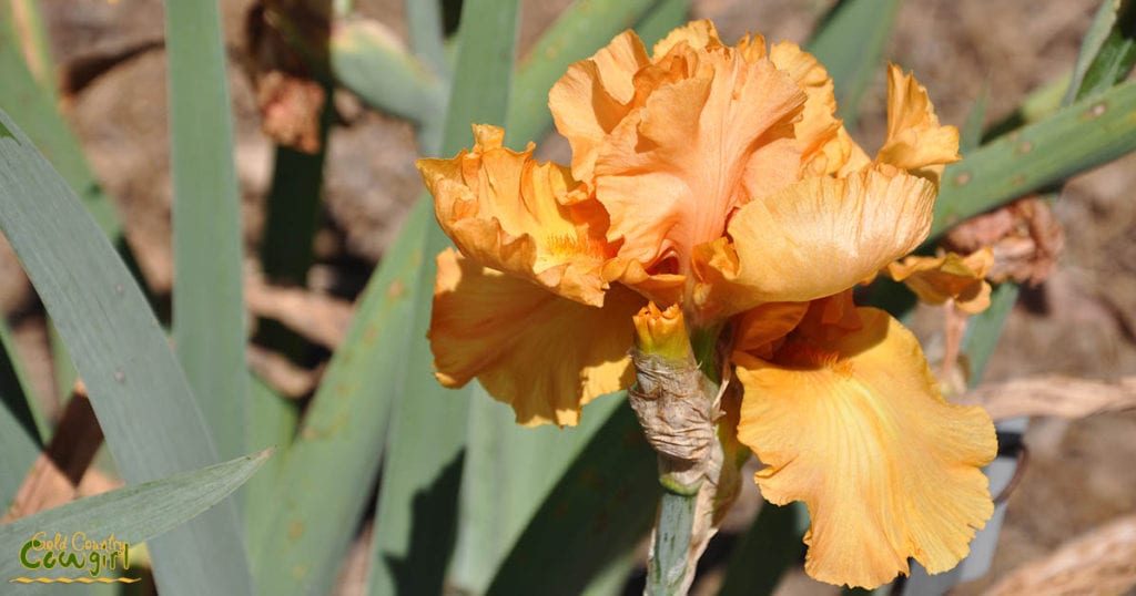 Golden iris at Bluebird Haven Iris Garden in Somerset, CA