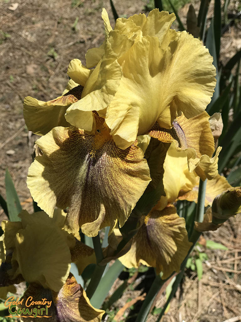 yellow and brown iris