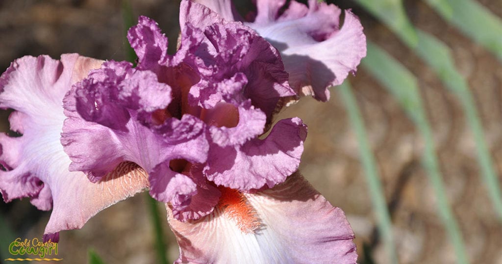 Lavendar iris at Bluebird Haven Iris Garden in Somerset, CA