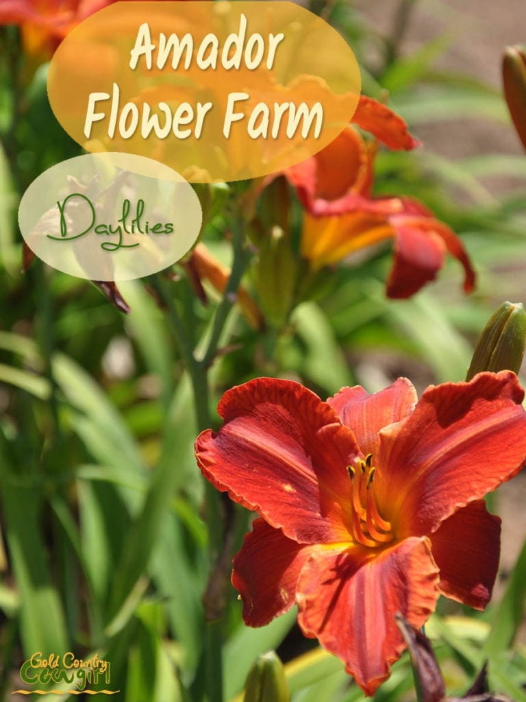 Amador Flower Farm daylilies come in a variety of shapes, sizes, colors and bloom cycles. They are easy to grow and are just about the perfect perennial.