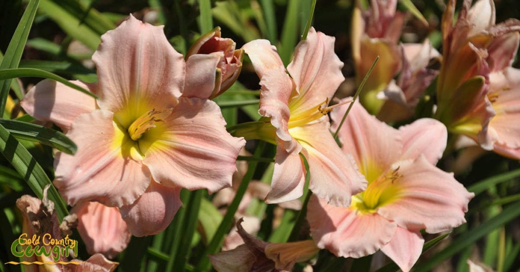 Amador Flower Farm Daylilies - pink and yellow_5089