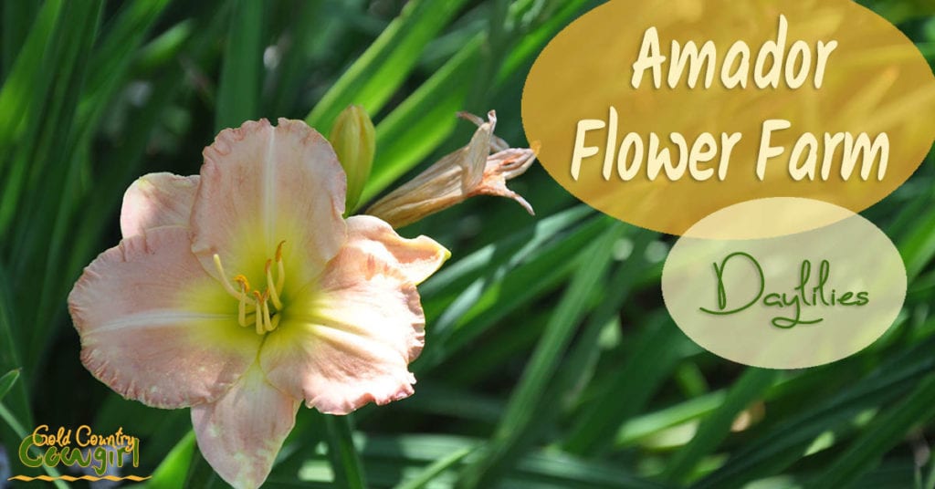 Amador Flower Farm daylilies come in a variety of shapes, sizes, colors and bloom cycles. They are easy to grow and are just about the perfect perennial.