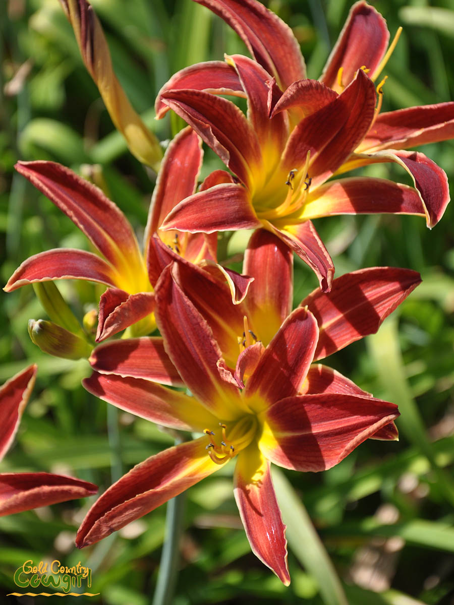 H Daylily red and yellow star_5105