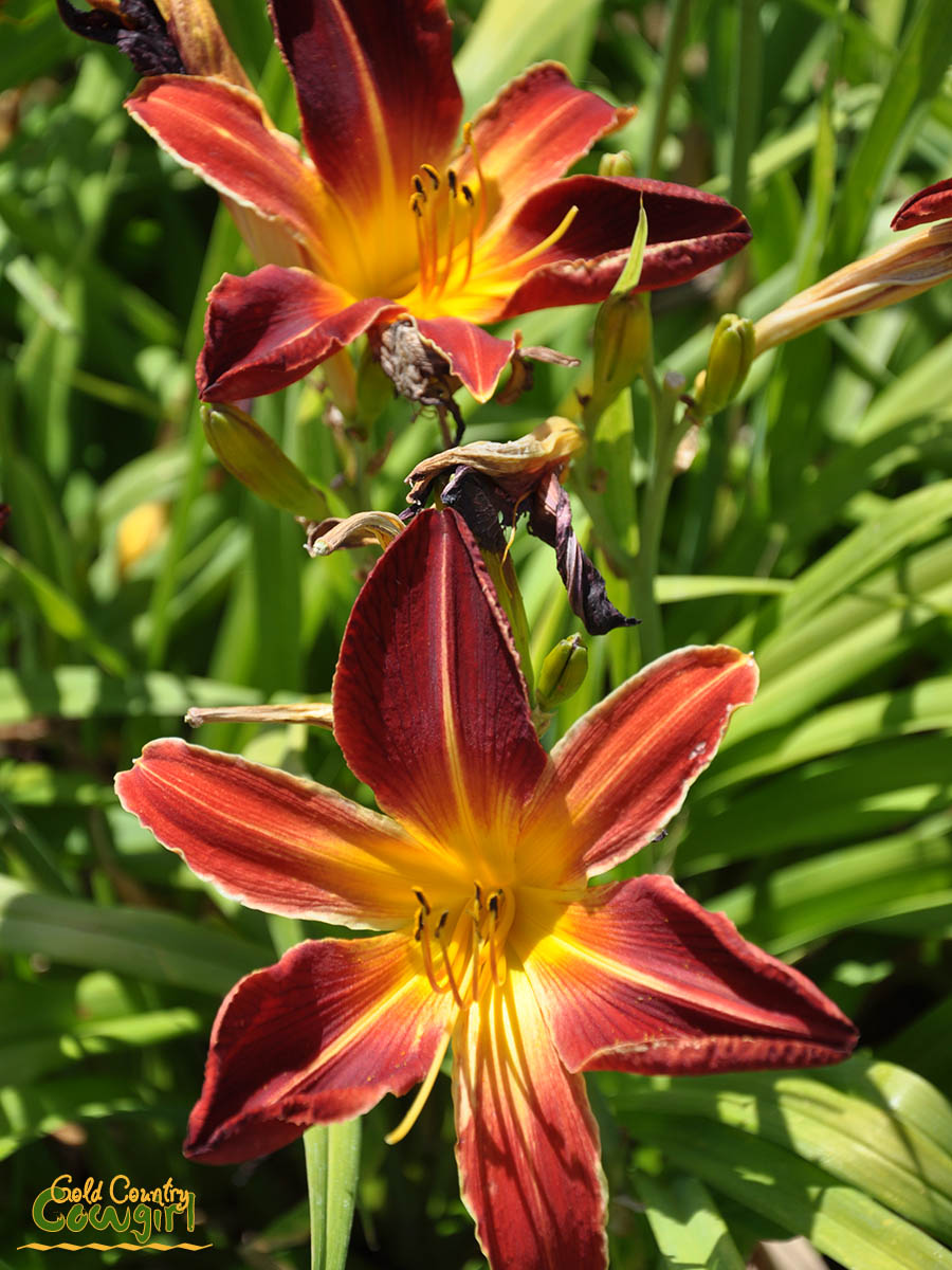 H Daylily red and yellow_5062