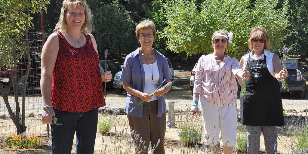 Cutting the lavender for our day of lavender crafts and camaraderie