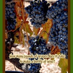 Bray Vineyards grapes