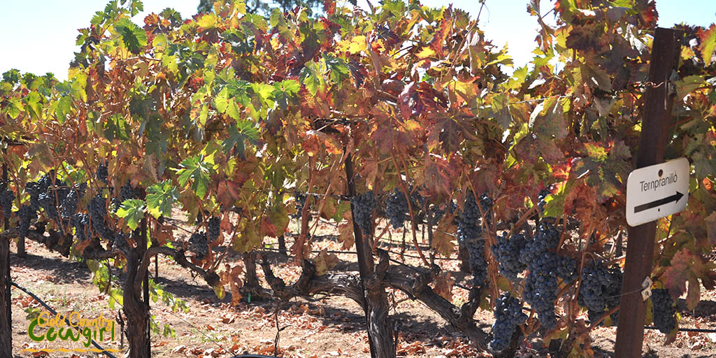ripe-tempranillo-at-bray-vineyards