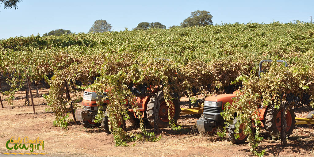 Vines at Bray Vineyards