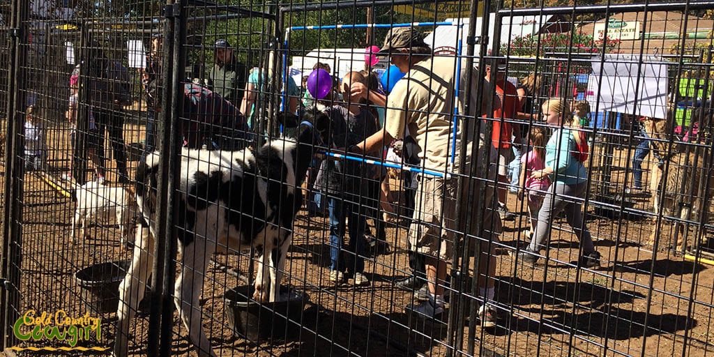 Lumberjack Day petting zoo