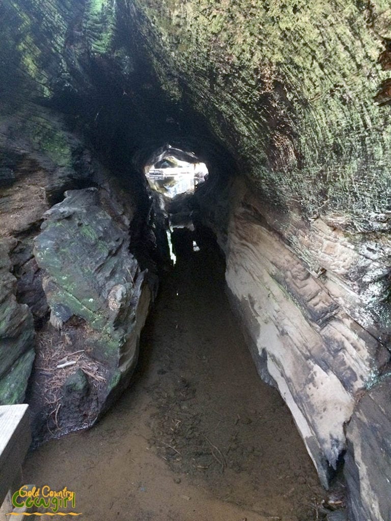 view through the interior of a fallen giant sequoia
