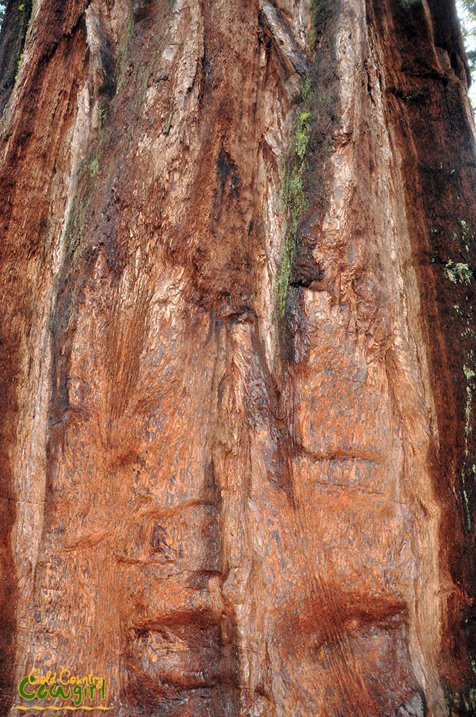 close up of giant sequoia bark