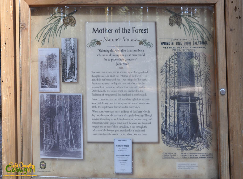 Mother of the Forest Display