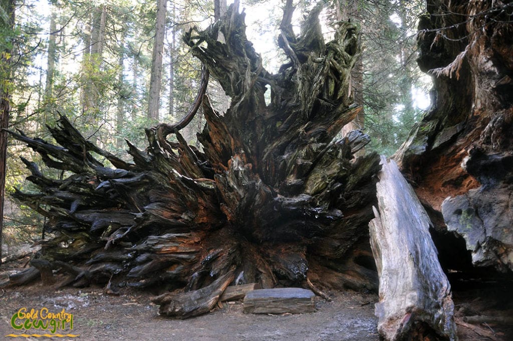 roots of a fallen giant sequoia