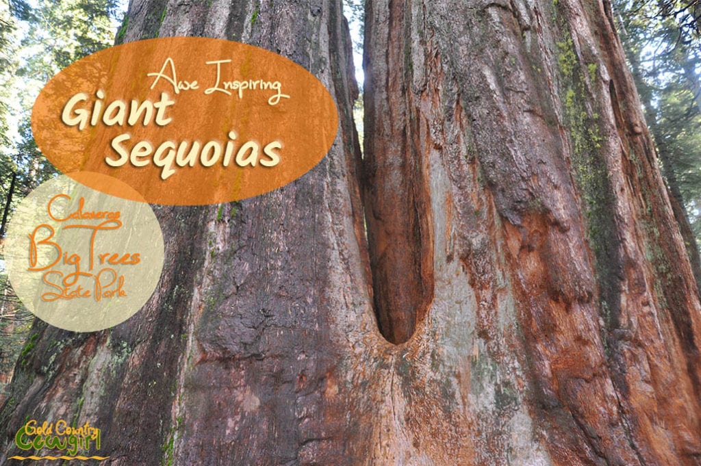 close up of giant sequoias "the twins" with text overlay: Awe inspiring giant sequoias Calaveras Big Trees State Park