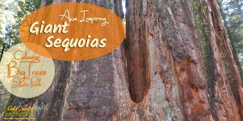 Did you know that the giant sequoias are the largest living thing to ever have existed on earth? You can visit them at several locations in Gold Country.