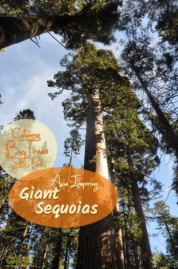 Did you know that the giant sequoias are the largest living thing to ever have existed on earth? You can visit them at several locations in Gold Country. #bigtrees #giantsequoias #calaveras #statepark