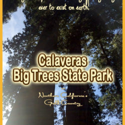 Sequoias title v3