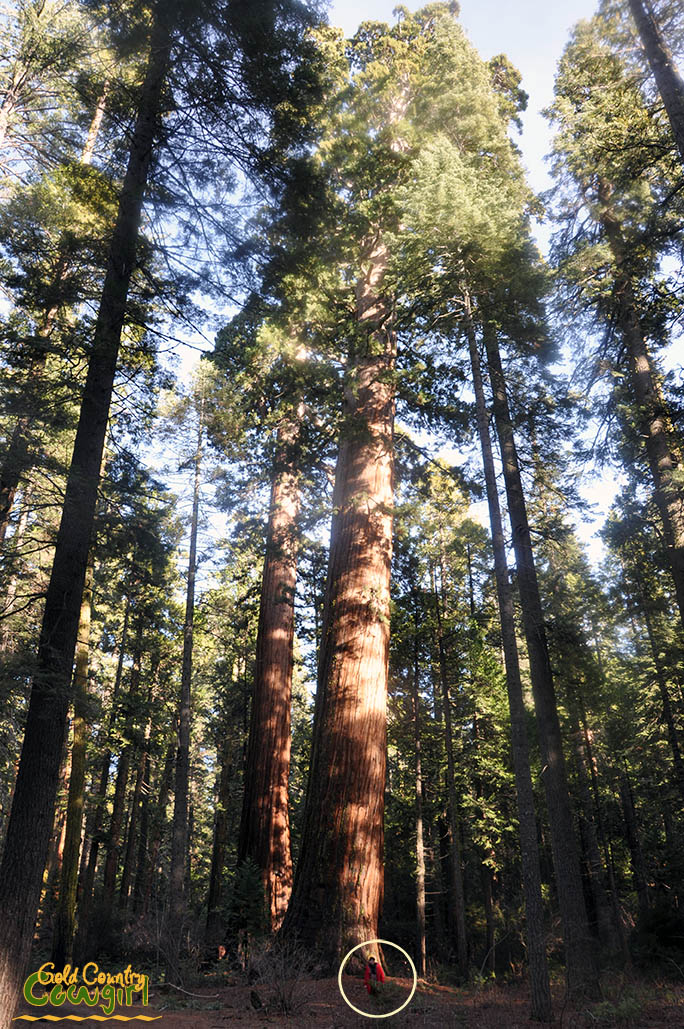 Two of the largest giant sequoias in the North Grove with Kelly at base