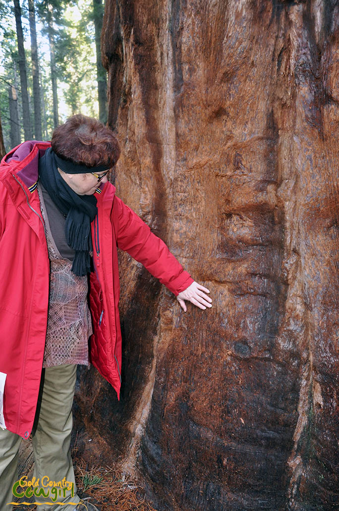 Kelly feeling the bark on a giant sequoia
