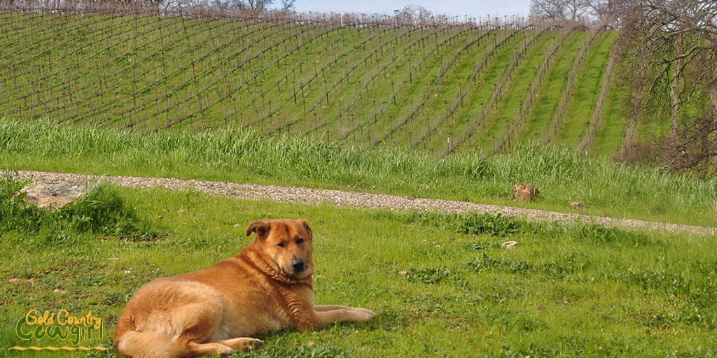 Brown dog in front of vineyard