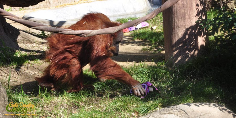 Female orangutan picking up box
