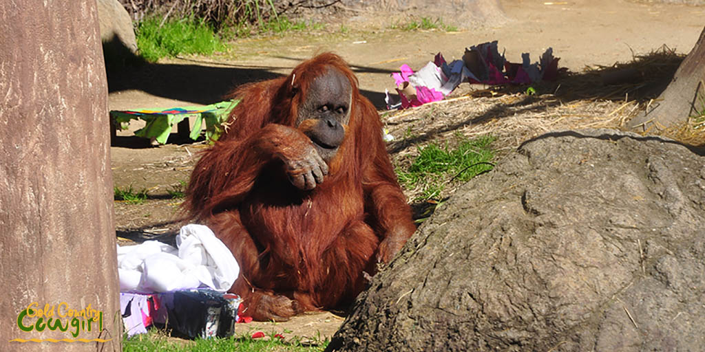 Female orangutan at Sacramento Zoo