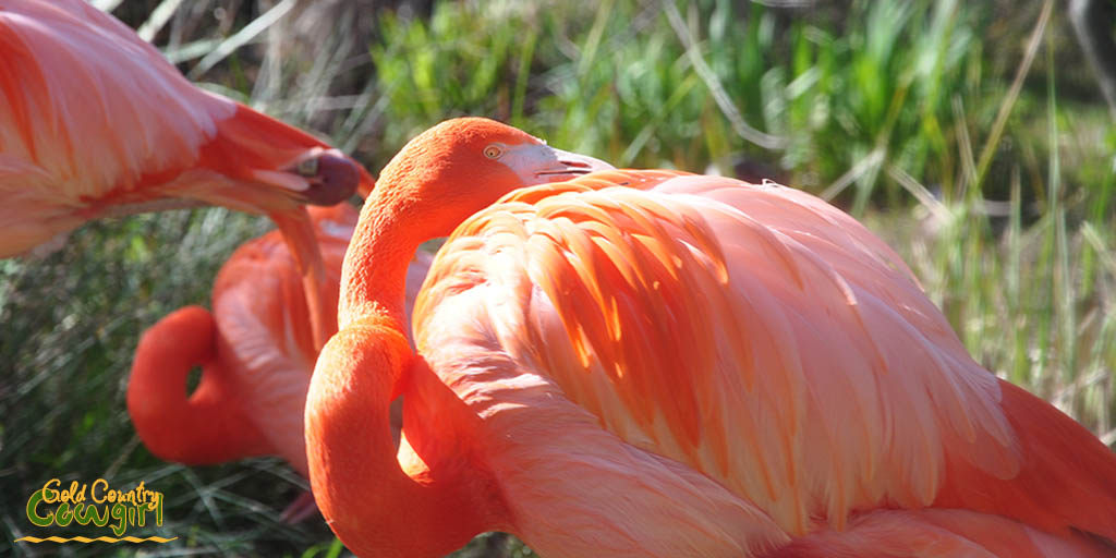 Flamingo closeup