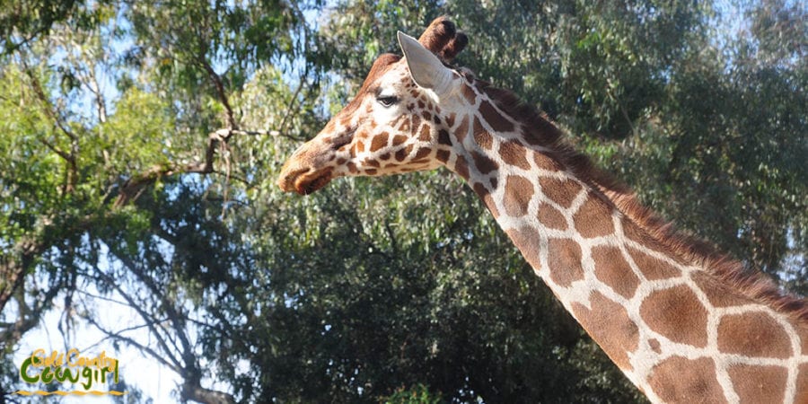 Giraffe at Sacramento Zoo