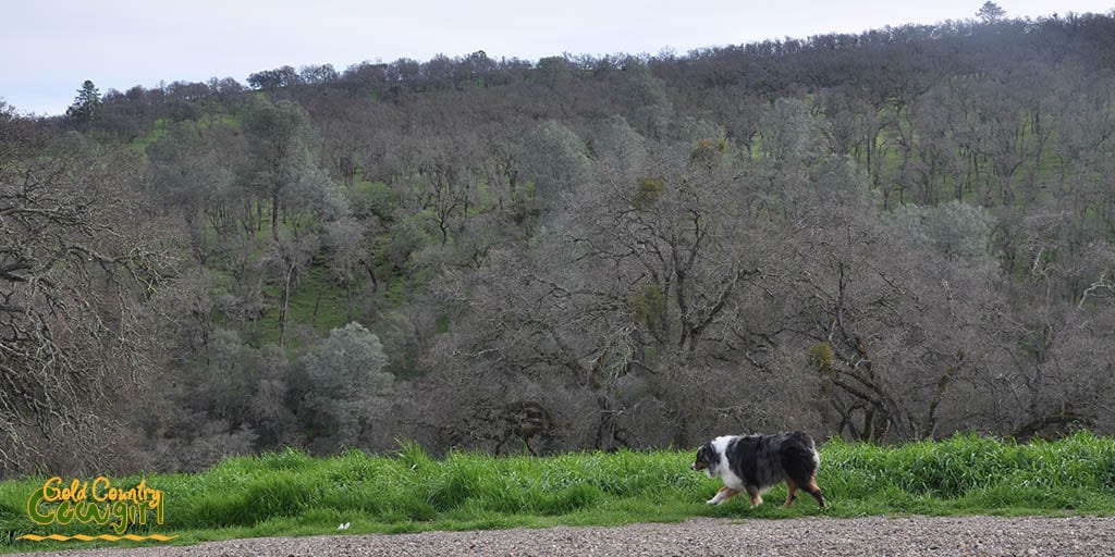 View of the hillside and wine dog Timba