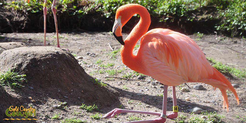 Kneeling flamingo