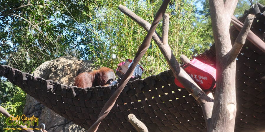 Male orangutan in hammock at Sacramento Zoo