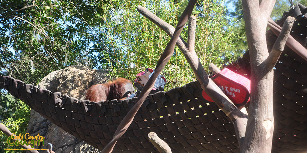 Male orangutan in hammock