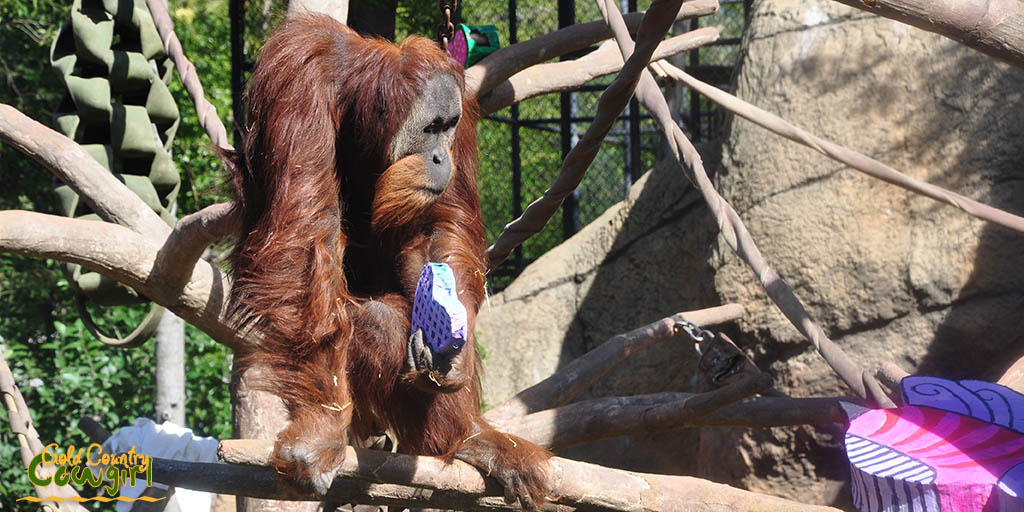 Male orangutan looking at larger box