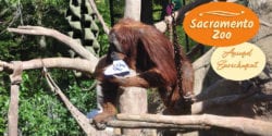 The Sacramento Zoo had a special animal enrichment event in celebration of Valentine's Day. The orangutans made the most of it. Check them out.