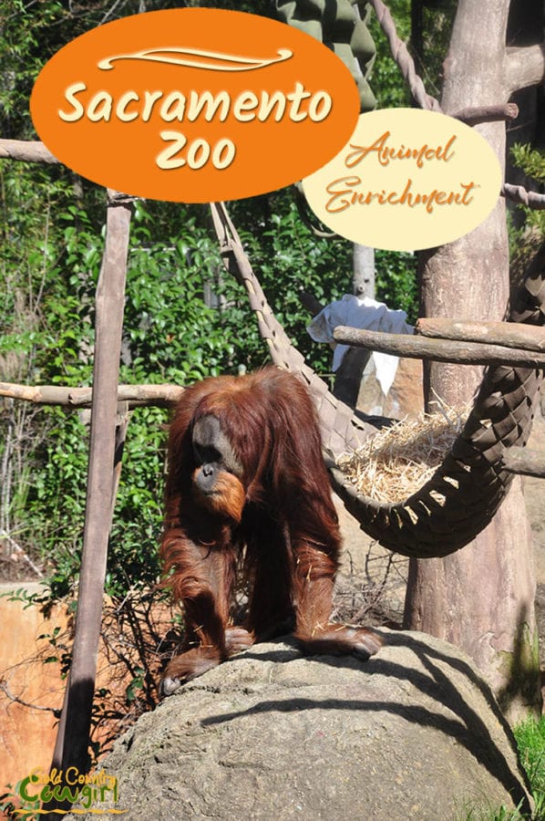 The Sacramento Zoo had a special animal enrichment event in celebration of Valentine's Day. The orangutans made the most of it. Check them out.