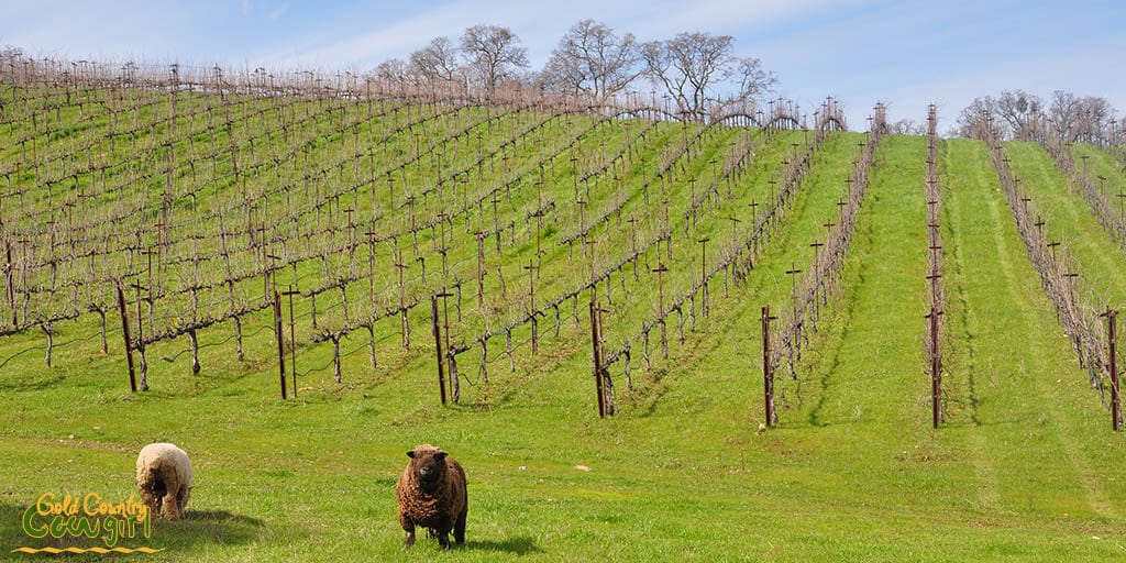 Baby doll sheep in the vineyard at Wine Tree Farm