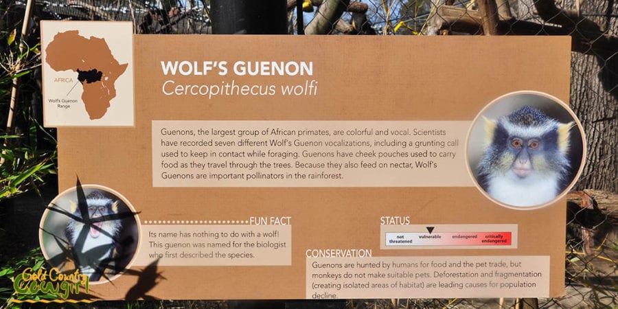Wolf's Guenon sign at Sacramento Zoo