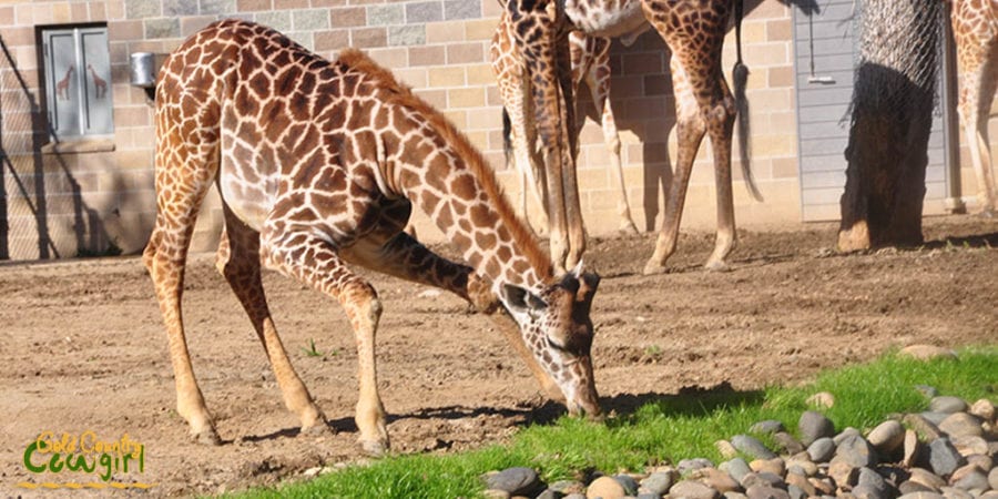 Young giraffe at Sacramento Zoo