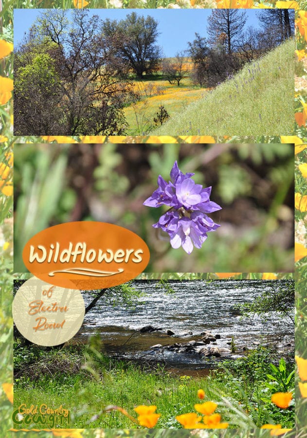 The Electra Road wildflowers are spectacular this time of year and offer an added bonus to any hike along the road and the Mokulemne River. #wildflowers #springtime #hiking #goldcountry #california #californiatravel 