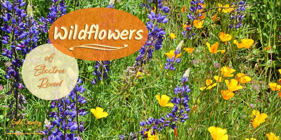 The Electra Road wildflowers are spectacular this time of year and offer an added bonus to any hike along the road and the Mokulemne River.