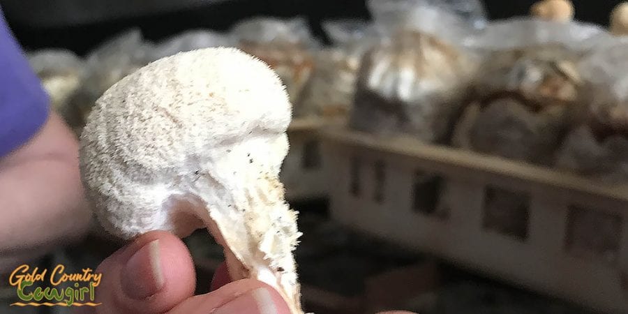 Lion's mane mushroom - Mushroom Farm Tour -- Dragon Gourmet Mushrooms