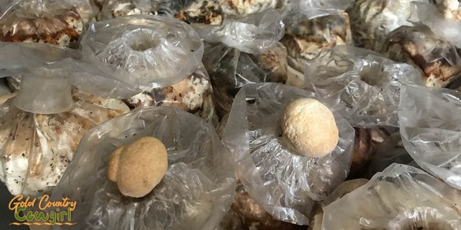Lion's mane - Mushroom Farm Tour -- Dragon Gourmet Mushrooms