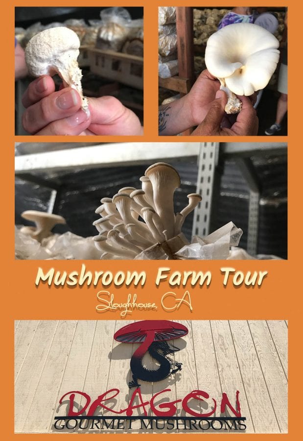 three photos of mushrooms and Dragon Gourmet Mushrooms sign with text overlay: Mushroom Farm Tour Sloughhouse, CA